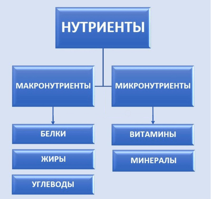 Пищевые вещества, которые относятся к макронутриентам и микронутриентам